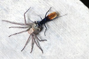 Noticias para la tercera semana de marzo del año 2016