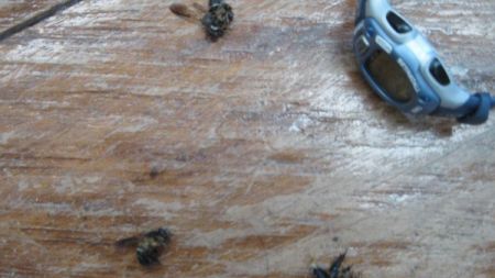 Ataque de abejas
